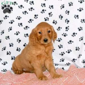 Apple, Golden Retriever Puppy