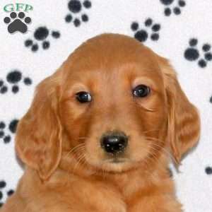 Apple, Golden Retriever Puppy