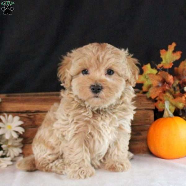 Archer, Maltipoo Puppy