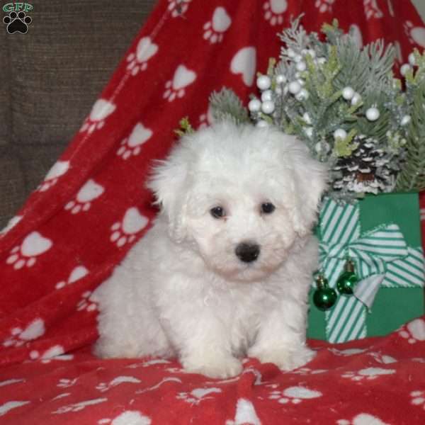 Archie, Bichon Frise Puppy