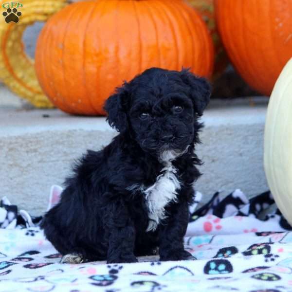 Aria, Mini Labradoodle Puppy