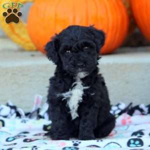 Aria, Mini Labradoodle Puppy