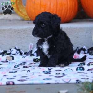 Aria, Mini Labradoodle Puppy