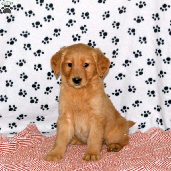 Arie, Golden Retriever Puppy