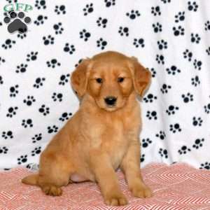 Arie, Golden Retriever Puppy