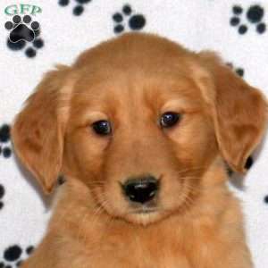 Arie, Golden Retriever Puppy