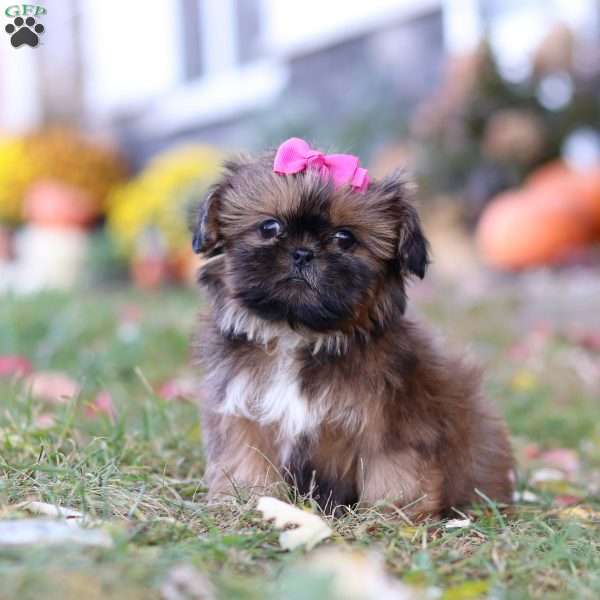 Arielle, Shih Tzu Puppy