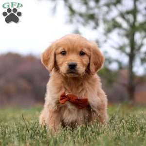 Arnie, Golden Retriever Puppy