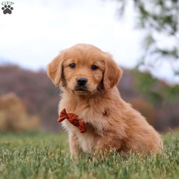 Arnie, Golden Retriever Puppy