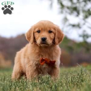 Arnie, Golden Retriever Puppy