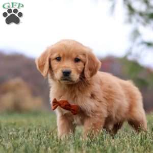 Arnie, Golden Retriever Puppy