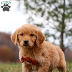 Arnie, Golden Retriever Puppy