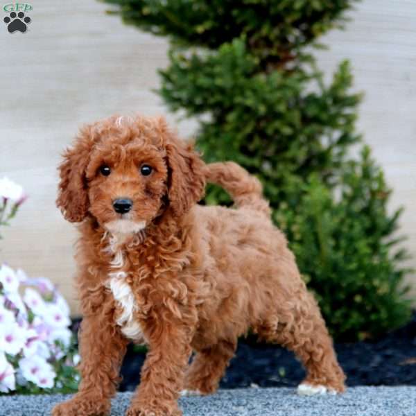 Arnie, Miniature Poodle Puppy