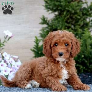 Arnie, Miniature Poodle Puppy