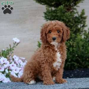 Arnie, Miniature Poodle Puppy