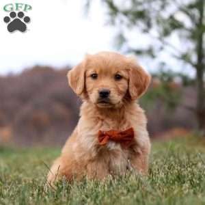 Arnie, Golden Retriever Puppy