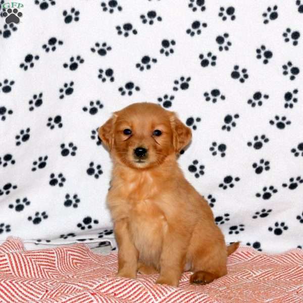 Arrow, Golden Retriever Puppy