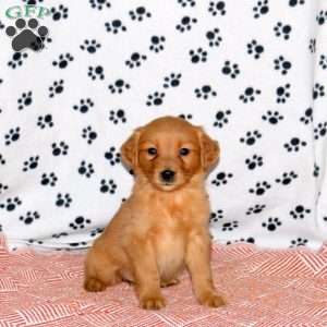 Arrow, Golden Retriever Puppy