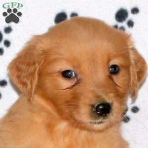 Arrow, Golden Retriever Puppy