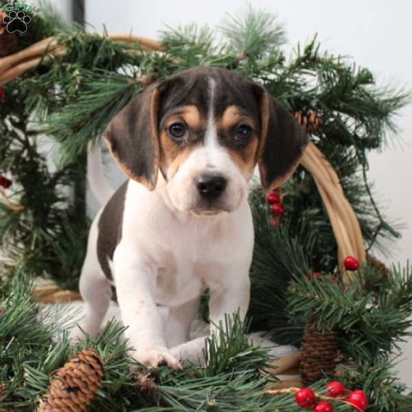 Arrow, Jack Russell Mix Puppy