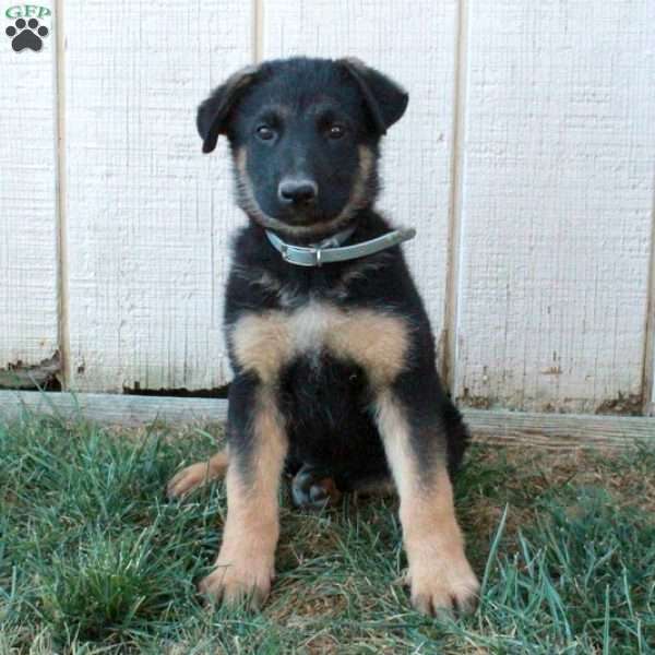 Arrow, German Shepherd Puppy