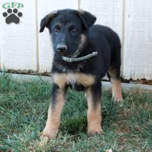 Arrow, German Shepherd Puppy