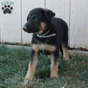 Arrow, German Shepherd Puppy