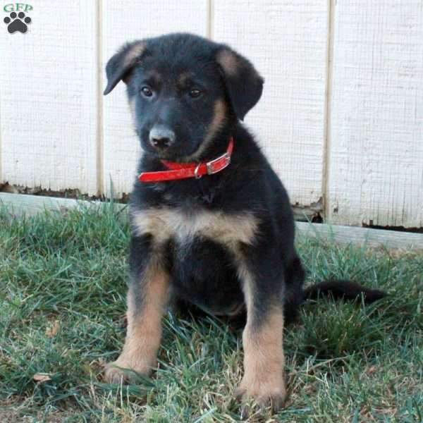 Artemis, German Shepherd Puppy