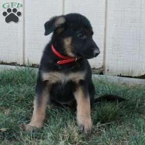 Artemis, German Shepherd Puppy