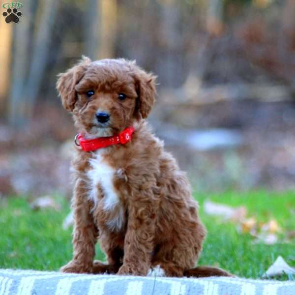 Asher, Mini Goldendoodle Puppy