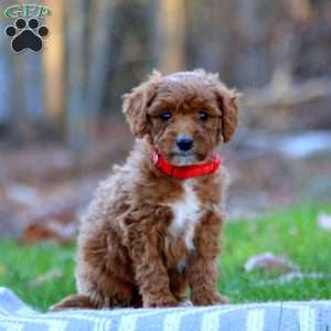 Asher, Mini Goldendoodle Puppy