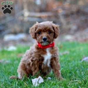 Asher, Mini Goldendoodle Puppy