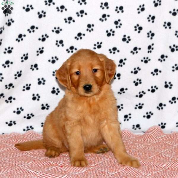 Aspen, Golden Retriever Puppy