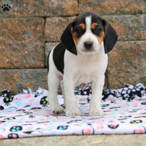 Aspen, Beagle Puppy