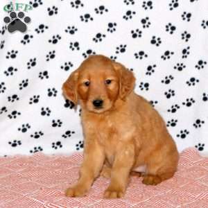 Aspen, Golden Retriever Puppy