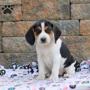 Aspen, Beagle Puppy