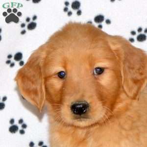 Aspen, Golden Retriever Puppy