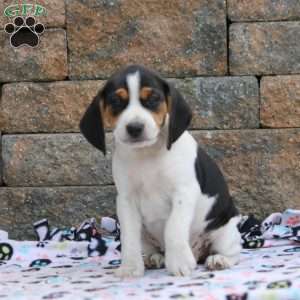 Aspen, Beagle Puppy