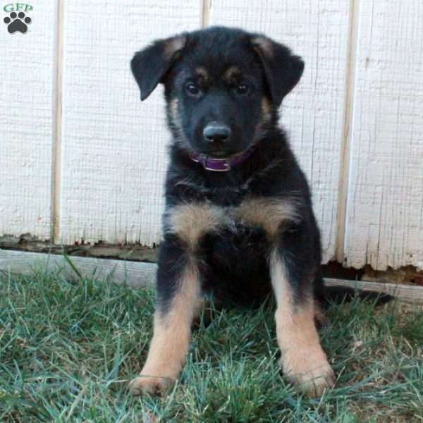 Astrid, German Shepherd Puppy