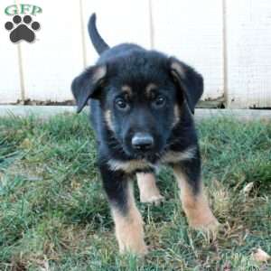 Astrid, German Shepherd Puppy