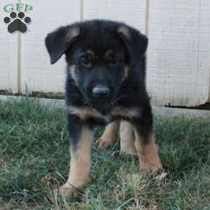 Astrid, German Shepherd Puppy