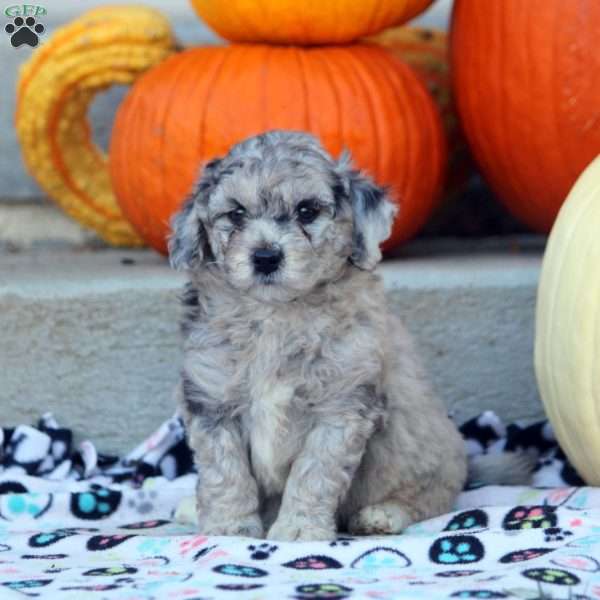 Athena, Mini Labradoodle Puppy