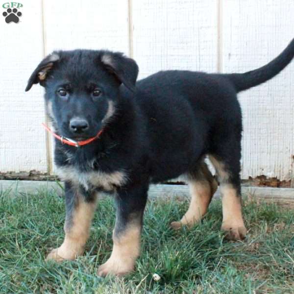 Athena, German Shepherd Puppy