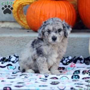 Athena, Mini Labradoodle Puppy