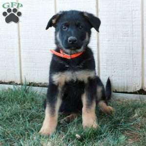 Athena, German Shepherd Puppy