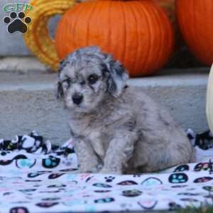 Athena, Mini Labradoodle Puppy