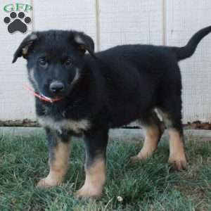 Athena, German Shepherd Puppy