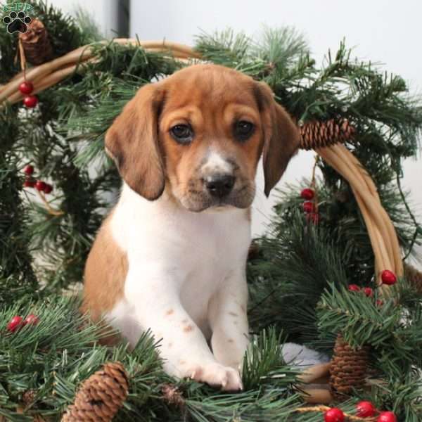 Atlas, Jack Russell Mix Puppy