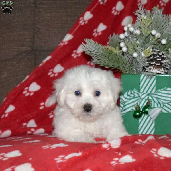 Atlas, Bichon Frise Puppy