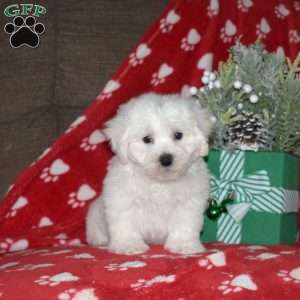 Atlas, Bichon Frise Puppy